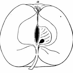 Malus