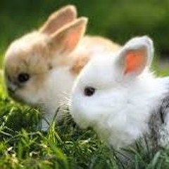 Rabbits