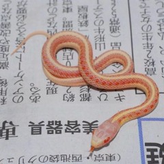 serpentini