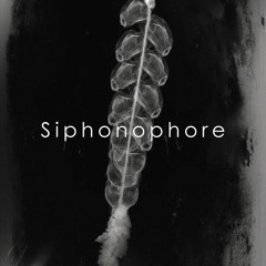 Siphonophore