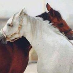 Hager Samy