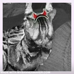 Kookie The Rascal Cat