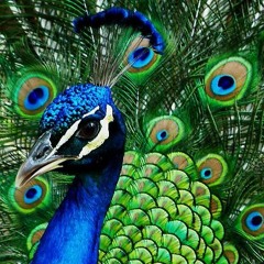 Zach Peacock