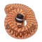 Pituophis
