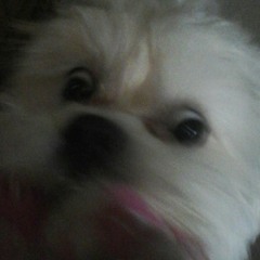 Jerome