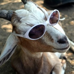 The Ugly Goat