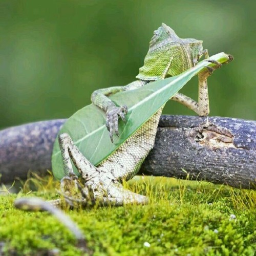 Hard To Explain - The Strokes