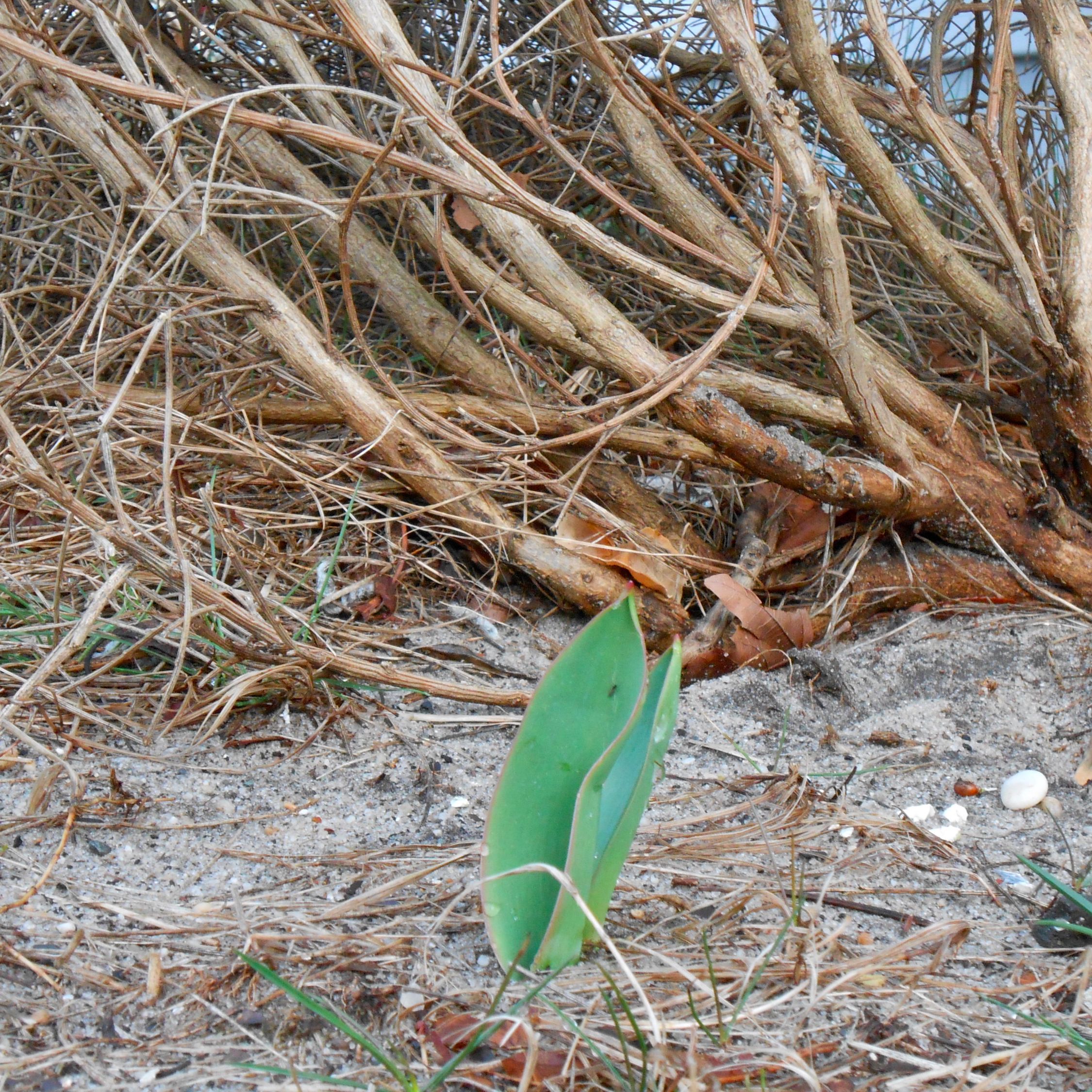 Soil After Sandy