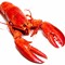 Lobster