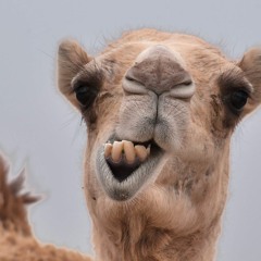 Cameltoe Camil