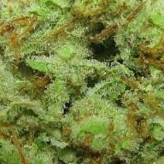 Mr. Shadow 420