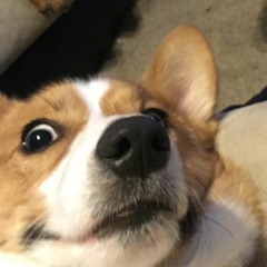 CORGI_