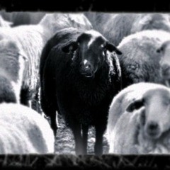 Stream Black Sheep music | Listen to songs, albums, playlists for free on  SoundCloud