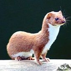 Weasel Sanchez
