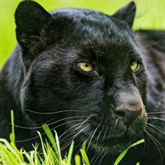 Panther Alpha