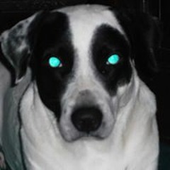 Dexter Doge