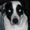 Dexter Doge