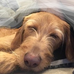 Pizza Pupperoni