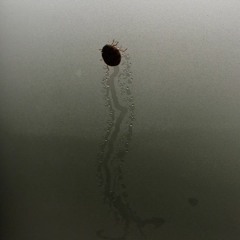 Stuck In A Window