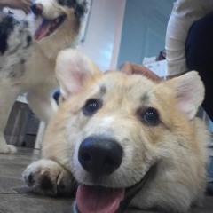 Rosemarie L. Alejandro