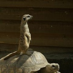 Meerkat Parlour
