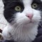 Miaou Meow