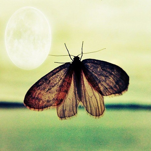 Stream Lost Insect music | Listen to songs, albums, playlists for free ...