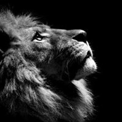 Mrkingsceocoogi Everhart