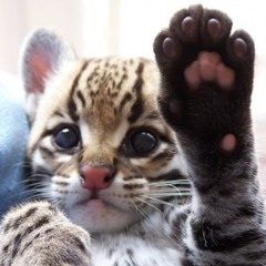 Sulepi Ocelot