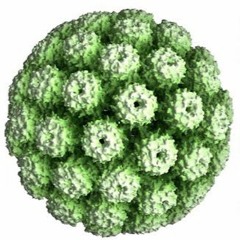 Virus