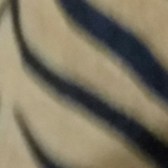 tigar