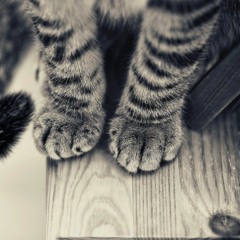 MR.TK007