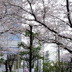 thuhien