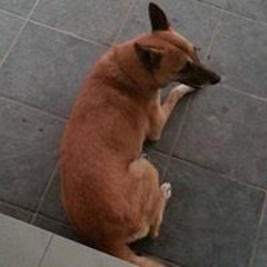 美人鱼