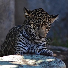 Little Jaguar