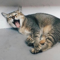 Muhammad Khalis Afiq