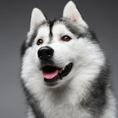 dexterrr