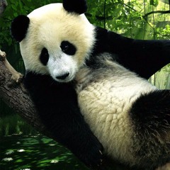 Panda Bär