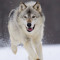 Gray Wolf