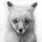 Silent Foxx