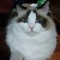 Catlord101