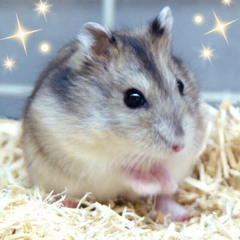 hamster