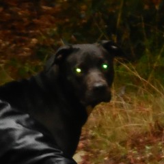 Spiritofthehorse2341