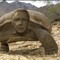 hippyturtle