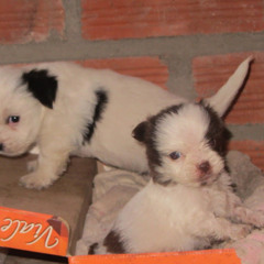 alexis estrella diaz