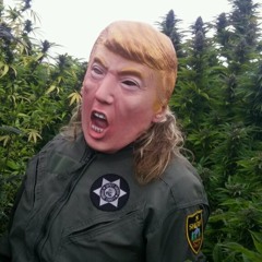 MachoBusinessDonkeyWrestler