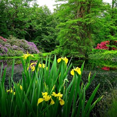 Lush Garden