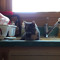 Sink Jelly