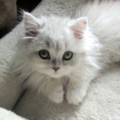 Cat That One