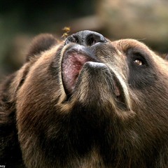 The Chocolate Wombat Experience